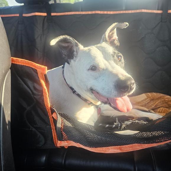 Maggie - Sponsored Fee, a ADOPTABLE mixed breed in Lapeer, MI image 6/6