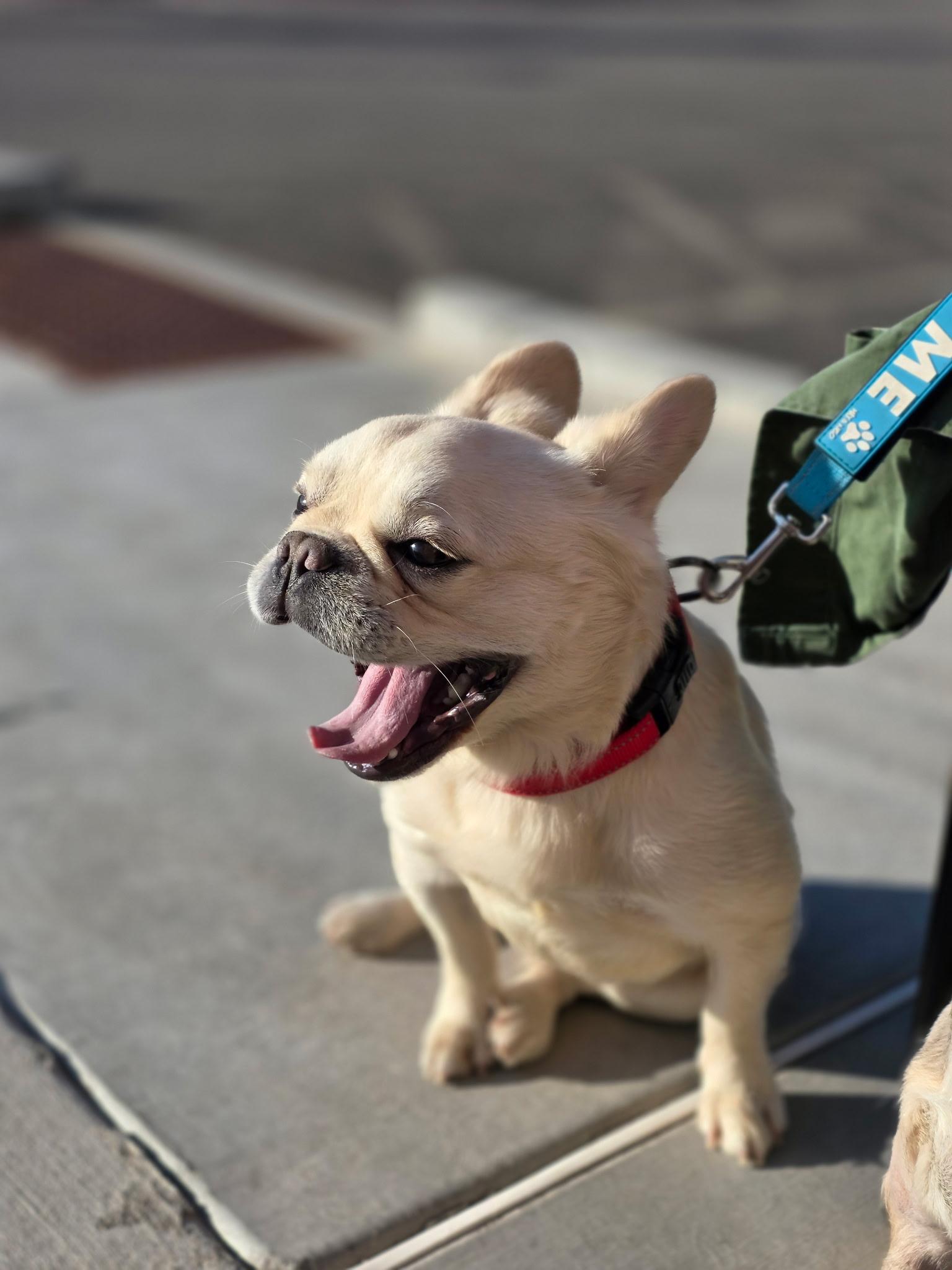 Enlarge Santos, a Adopted French Bulldog in Mesa, AZ image 1/6