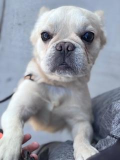 Enlarge Santos, a Adopted French Bulldog in Mesa, AZ image 2/6