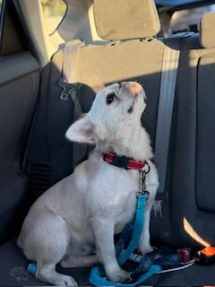 Enlarge Santos, a Adopted French Bulldog in Mesa, AZ image 3/6