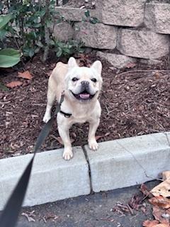 Enlarge Santos, a Adopted French Bulldog in Mesa, AZ image 5/6