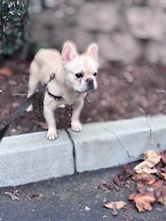 Enlarge Santos, a Adopted French Bulldog in Mesa, AZ image 6/6