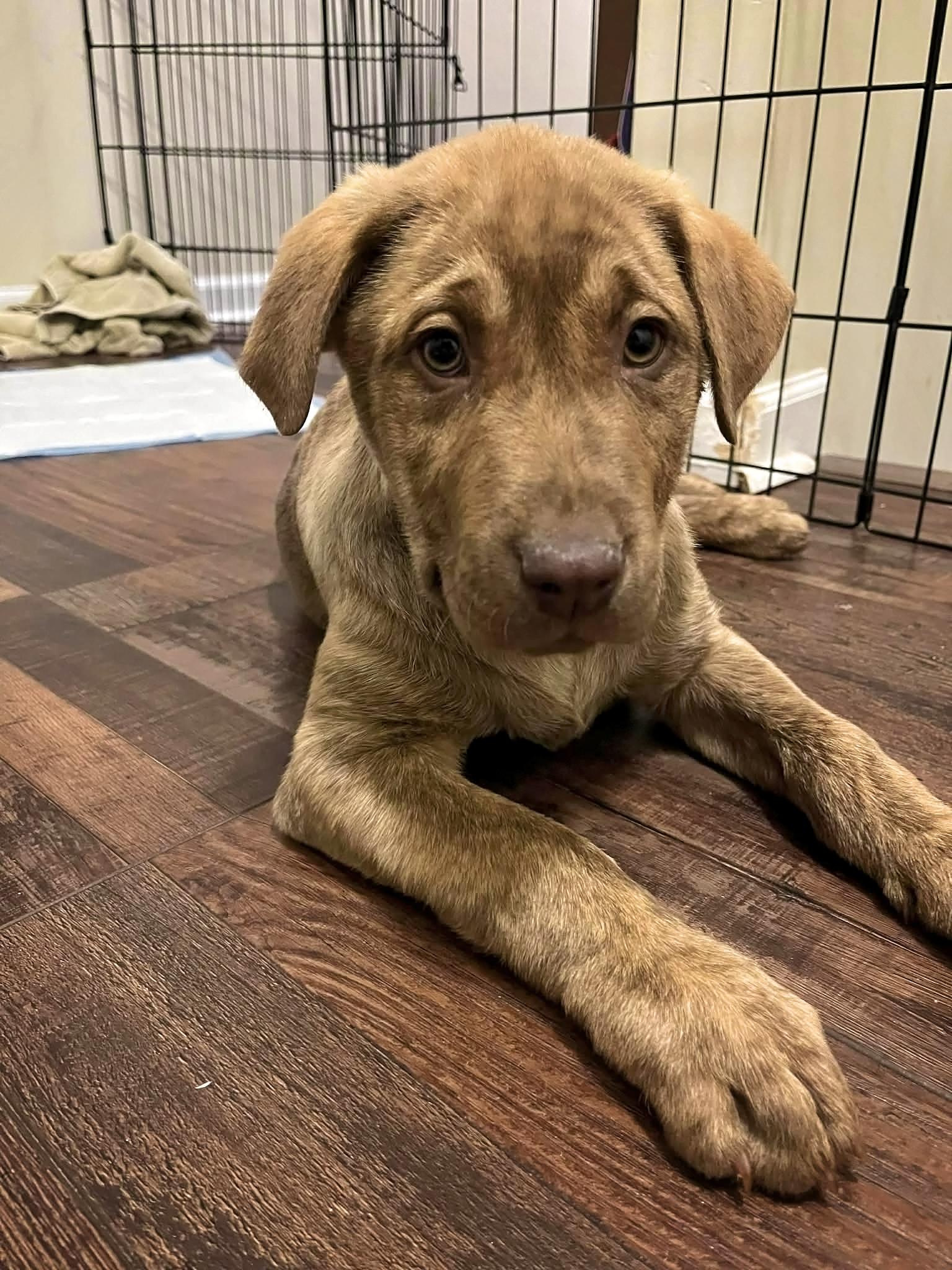 Enlarge Carrie Bradthaw, an adopted Mixed Breed in Nottingham, MD image 1/1