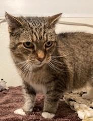 Enlarge Frank, a ADOPTABLE Tiger in Lead, SD image 1/5