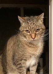 Enlarge Frank, a ADOPTABLE Tiger in Lead, SD image 4/5