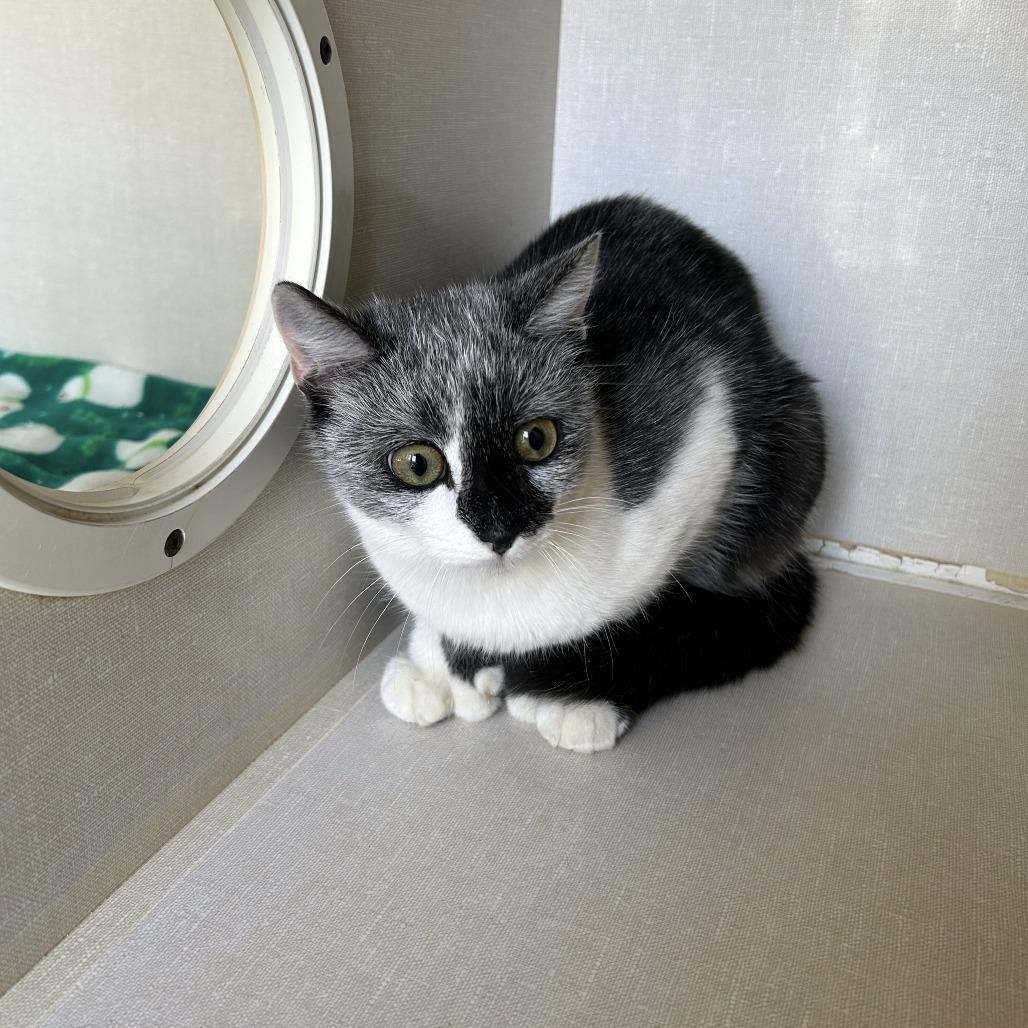 Sandy, Adoptable, Young Female Domestic Short Hair.