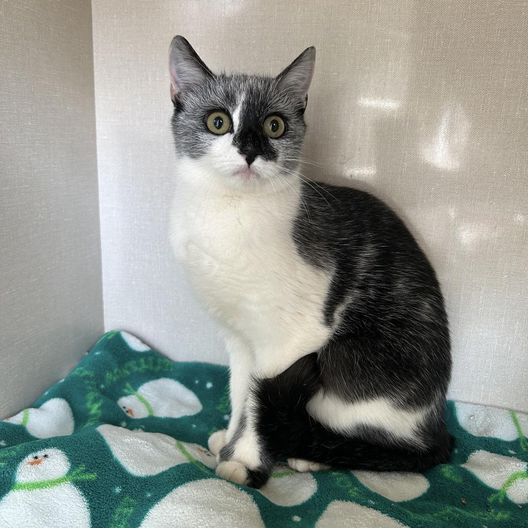 Enlarge Sandy, a Adoptable Domestic Short Hair in Conway, NH image 2/2