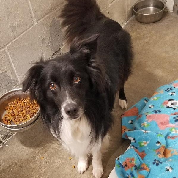 FEATHER, Adoptable, Adult Female Border Collie.