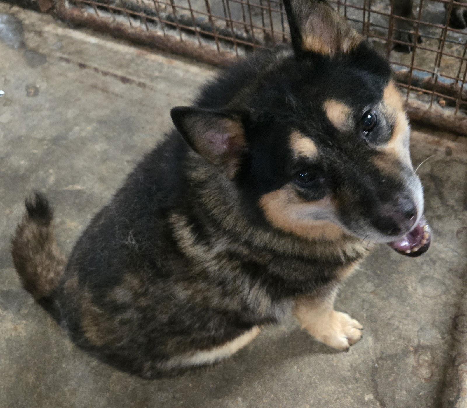 Ruby — thumbnail 2