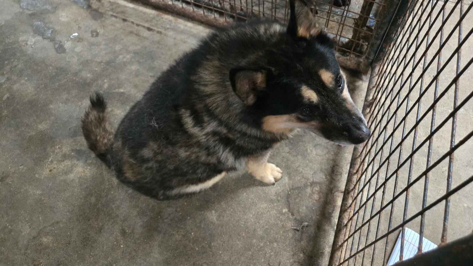 Ruby — thumbnail 5