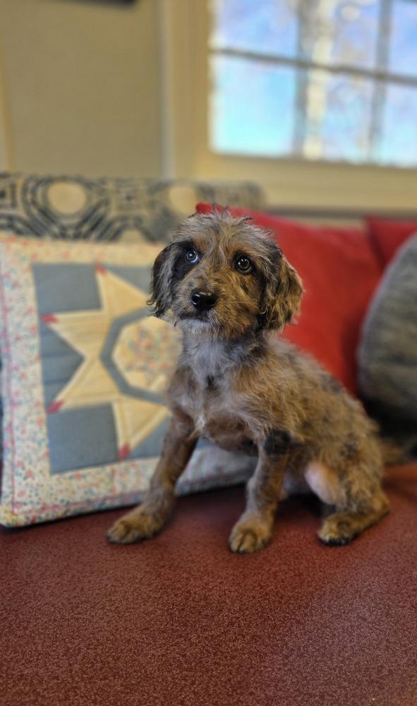 Flower Doos : Max (Bud), Adoptable, Puppy Male Poodle & Mixed Breed.