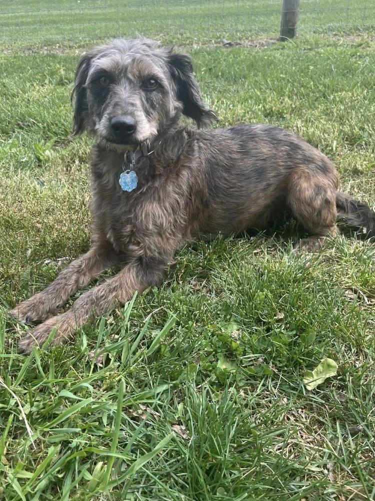 Flower Doos : Max (Bud), a Adoptable mixed breed in Osgood, IN image 2/6