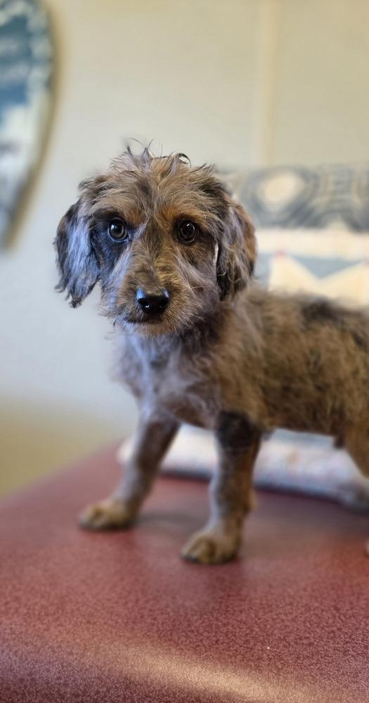Flower Doos : Max (Bud), a Adoptable mixed breed in Osgood, IN image 3/6