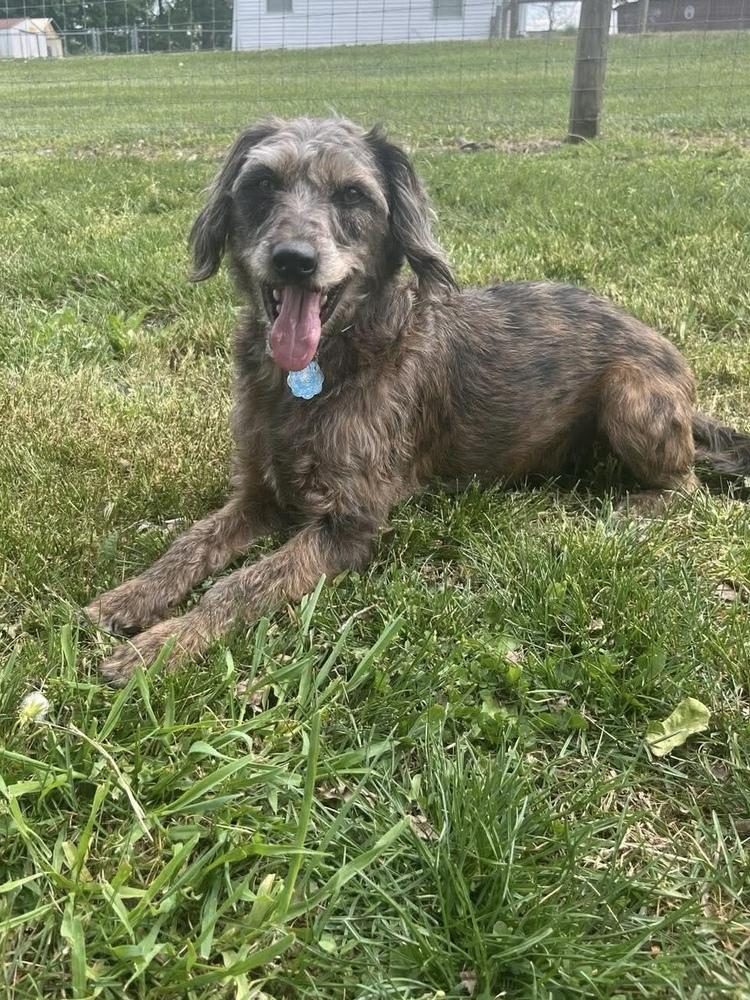 Flower Doos : Max (Bud), a Adoptable mixed breed in Osgood, IN image 4/6