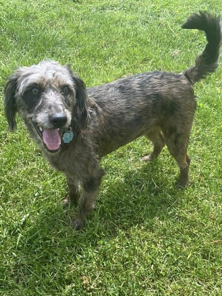 Flower Doos : Max (Bud), a Adoptable mixed breed in Osgood, IN image 5/6