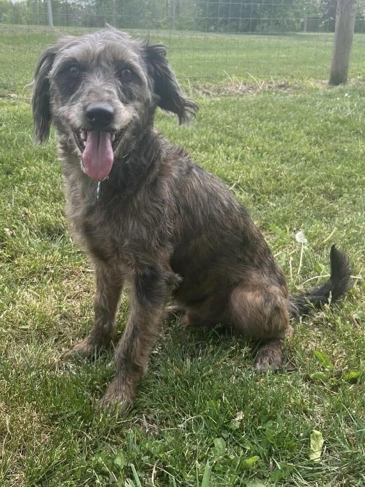 Flower Doos : Max (Bud), a Adoptable mixed breed in Osgood, IN image 6/6