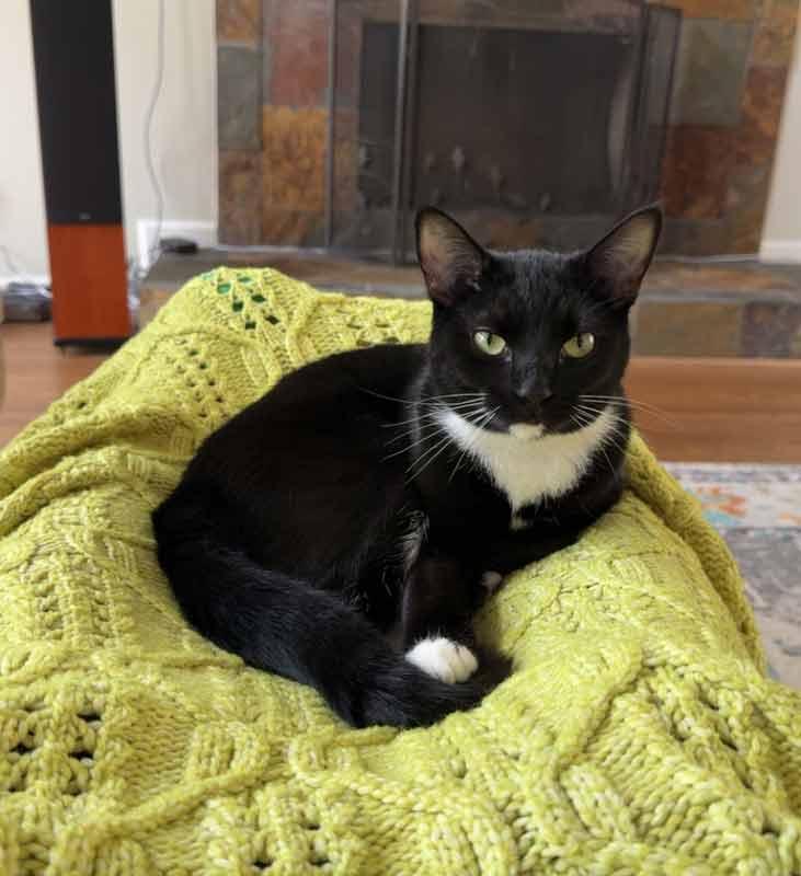 Enlarge Judy, a Adoptable mixed breed in Kennesaw, GA image 5/6