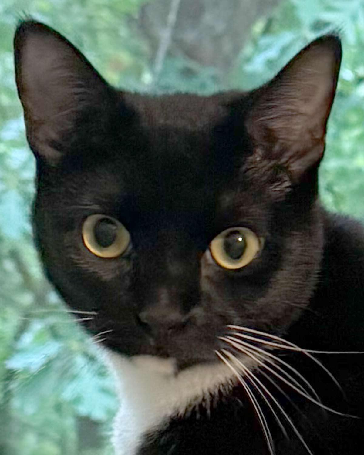 Judy, Adoptable, Kitten Female Domestic Short Hair & Tuxedo.