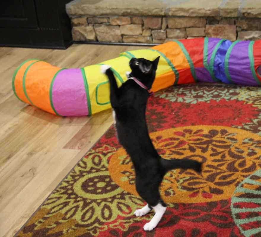 Judy, Adoptable, Kitten Female Domestic Short Hair & Tuxedo.