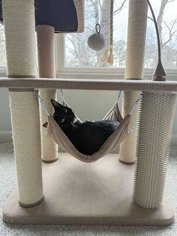 Enlarge Judy, a Adoptable mixed breed in Kennesaw, GA image 4/6