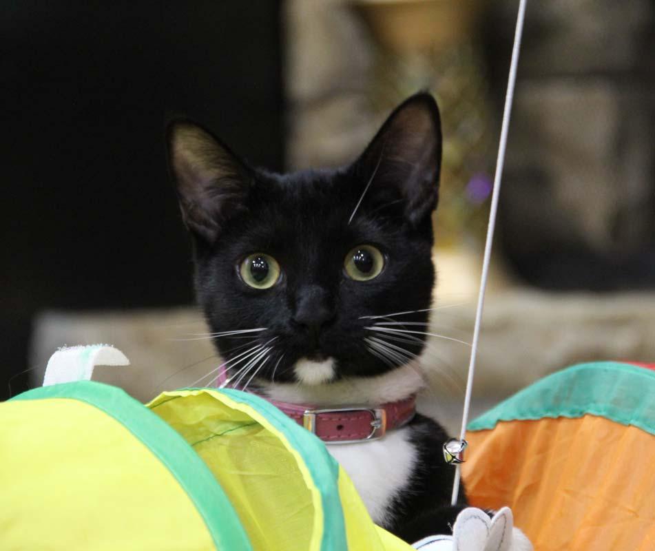 Enlarge Judy, a Adoptable mixed breed in Kennesaw, GA image 1/6