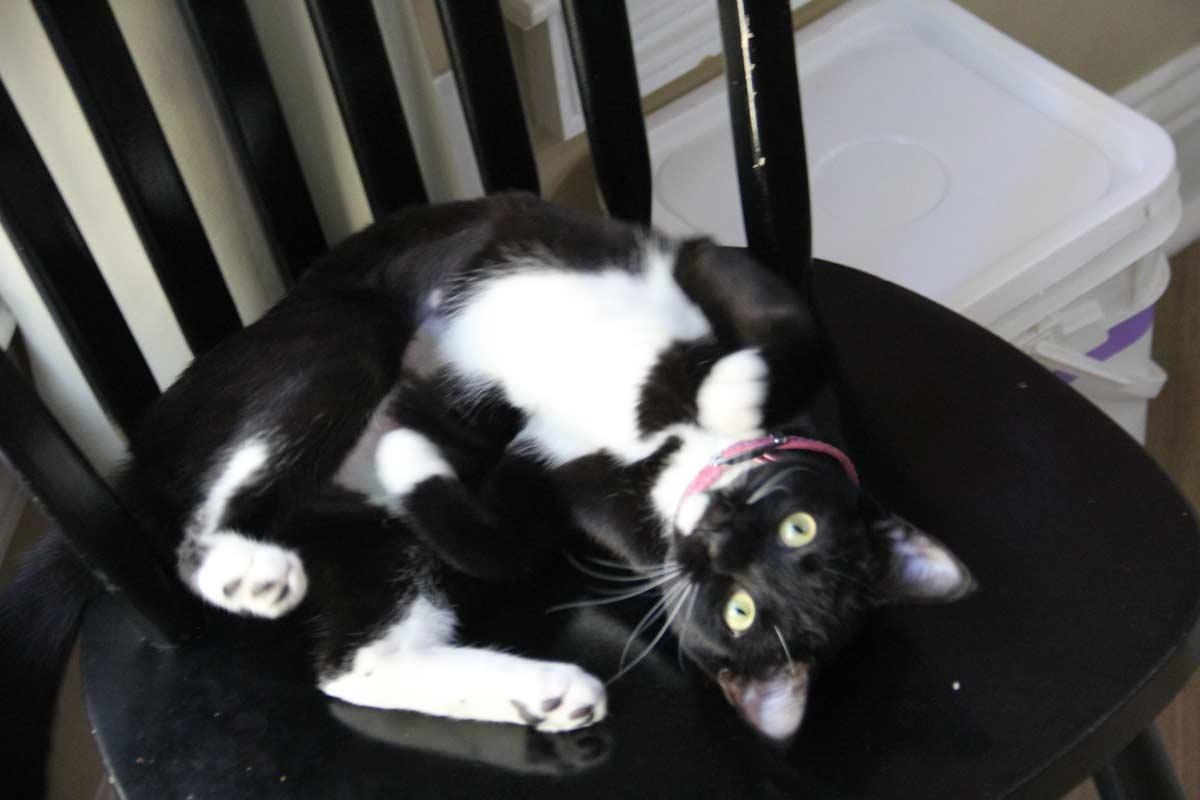 Enlarge Judy, a Adoptable mixed breed in Kennesaw, GA image 4/6