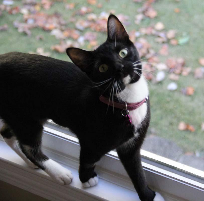 Enlarge Judy, a Adoptable mixed breed in Kennesaw, GA image 5/6