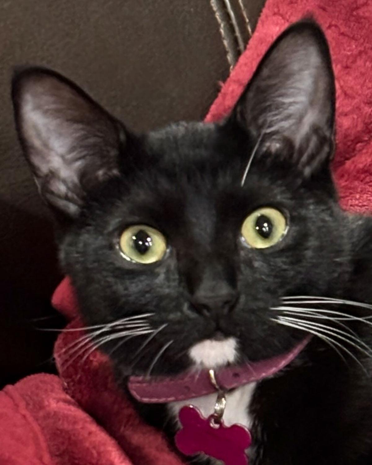 Judy, Adoptable, Kitten Female Domestic Short Hair & Tuxedo.