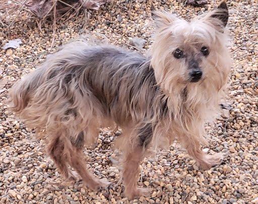 Granny, ADOPTABLE, Senior Female Yorkshire Terrier.