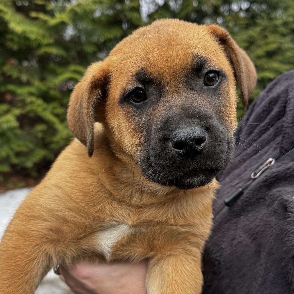 Enlarge NY Ralph Avail Jan 18 (Tractor Supply - Patterson), a Adoptable mixed breed in Patterson, NY image 1/3