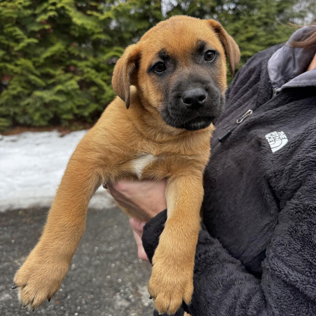 Enlarge NY Ralph Avail Jan 18 (Tractor Supply - Patterson), a Adoptable mixed breed in Patterson, NY image 3/3