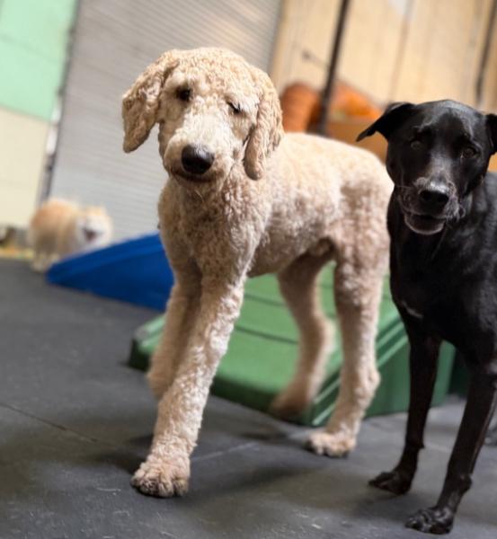 Enlarge Max (doodle), a Adoptable Goldendoodle in Los Angeles, CA image 5/6