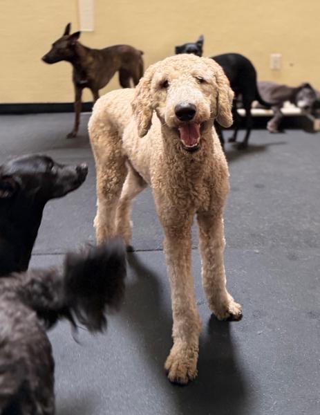 Enlarge Max (doodle), a Adoptable Goldendoodle in Los Angeles, CA image 6/6
