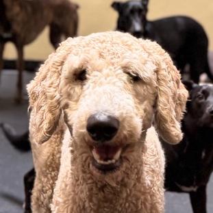 Max (doodle), Adoptable, Young Male Goldendoodle.