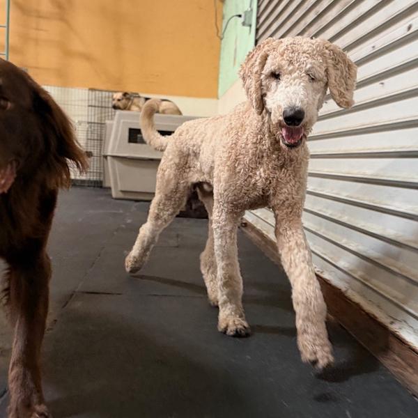 Enlarge Max (doodle), a Adoptable Goldendoodle in Los Angeles, CA image 4/6