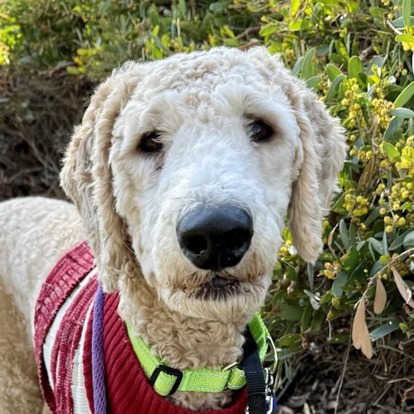 Enlarge Max (doodle), a Adoptable Goldendoodle in Los Angeles, CA image 2/6