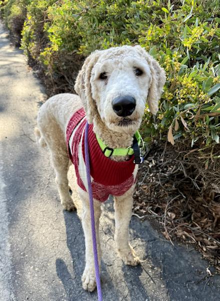 Enlarge Max (doodle), a Adoptable Goldendoodle in Los Angeles, CA image 3/6