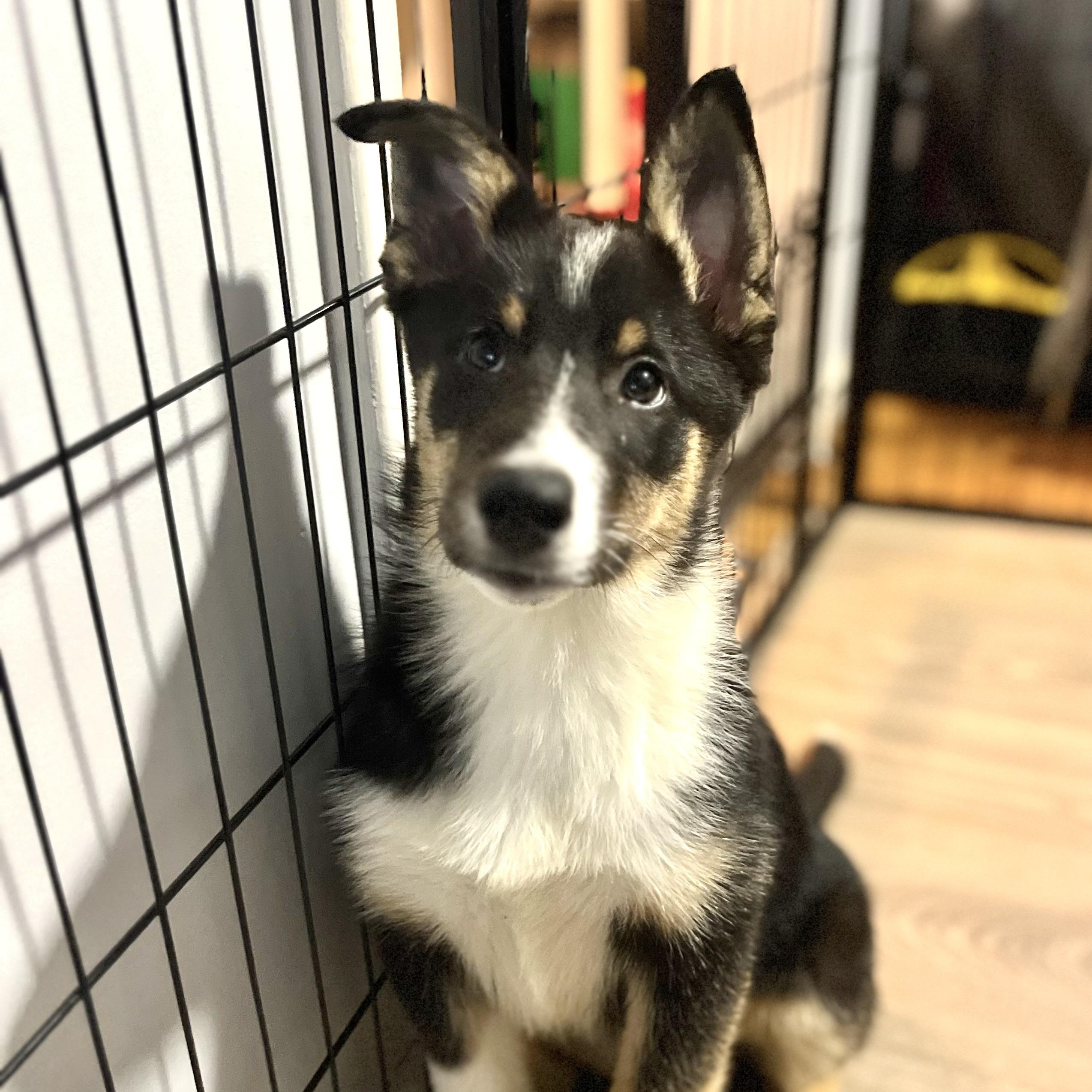 Lucia  - brilliant girl, ADOPTABLE, Puppy Female Collie.