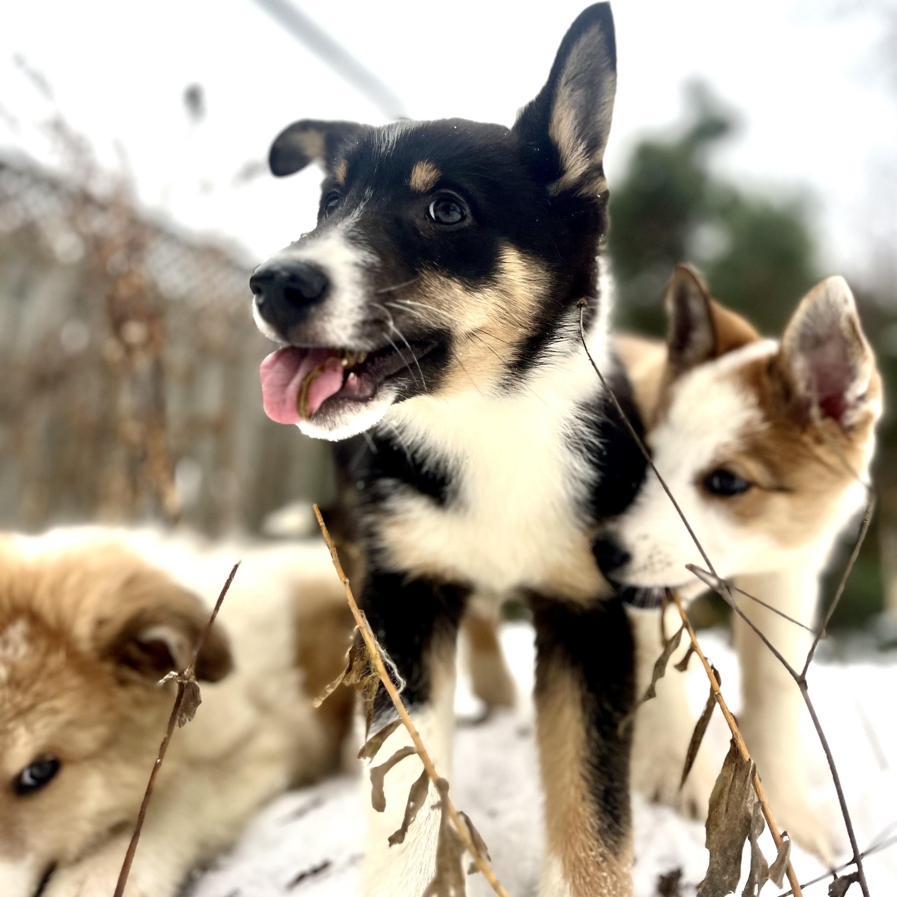 Lucia - brilliant girl, a ADOPTABLE mixed breed in Richmond Hill, ON image 3/3