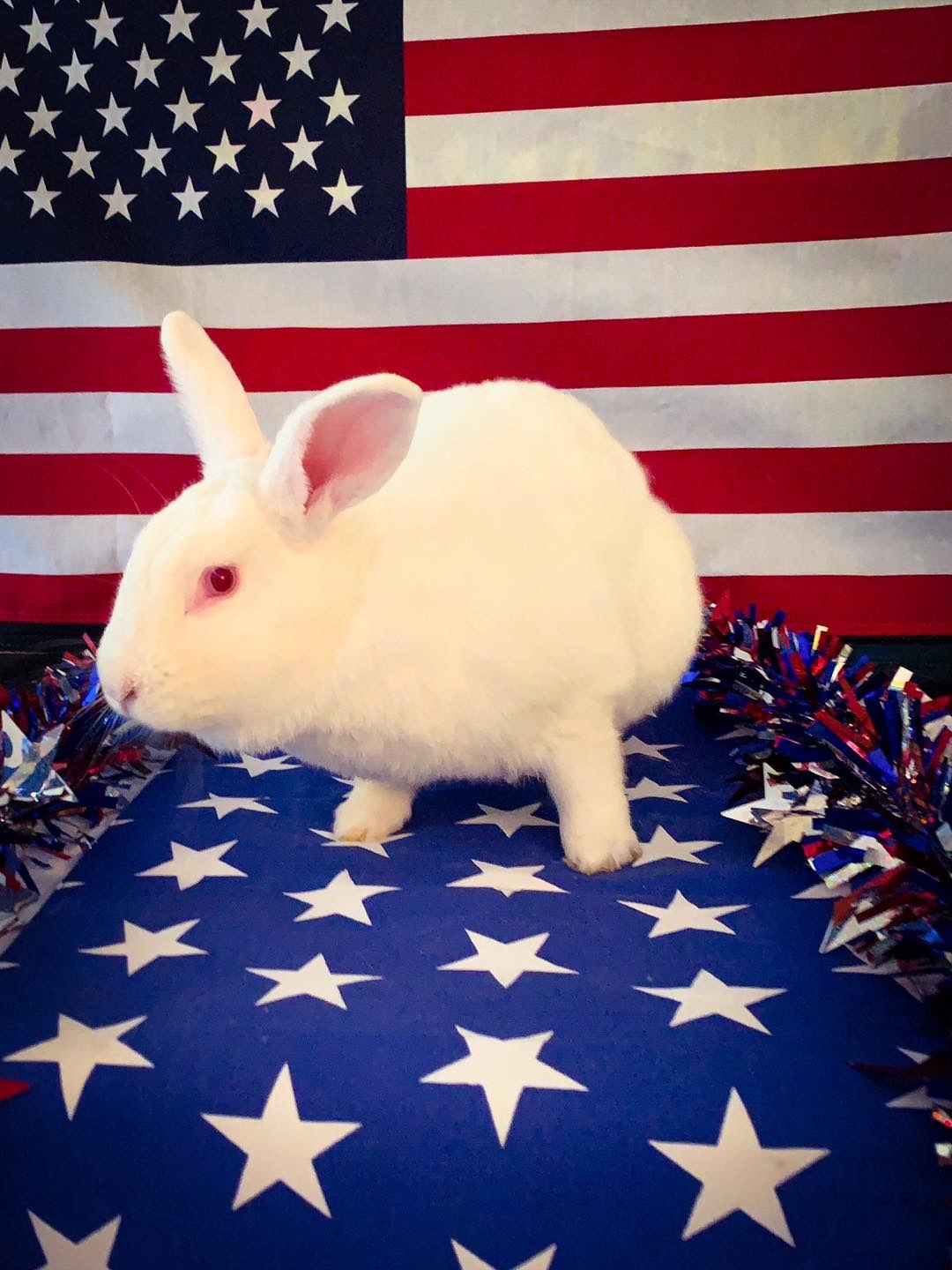 Snow Drop, a Adoptable mixed breed in Columbia, TN image 1/2