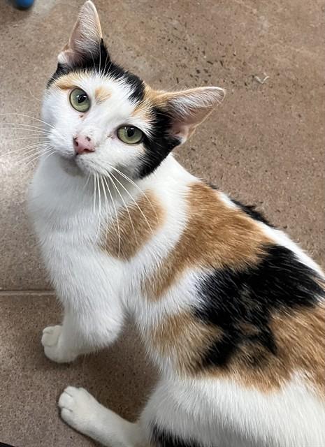 Enlarge POLENTA, a Adoptable Domestic Short Hair in Aliquippa, PA image 1/1