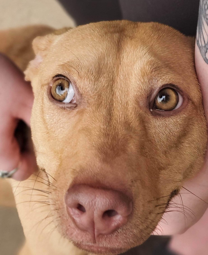 Phoebe, Adopted, Puppy Female American Staffordshire Terrier.