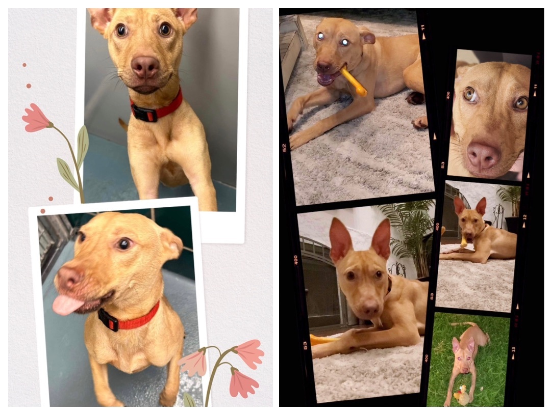 Enlarge Phoebe, a Adopted mixed breed in Inez, TX image 2/12