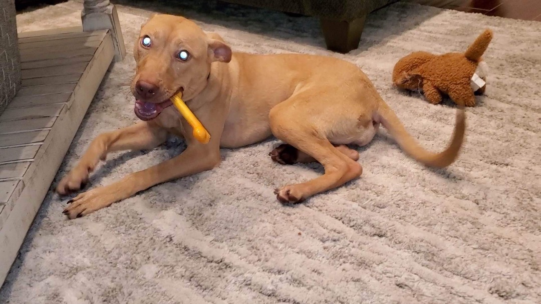 Enlarge Phoebe, a Adopted mixed breed in Inez, TX image 3/12