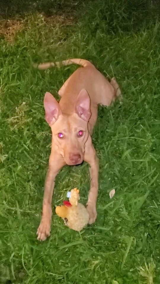 Enlarge Phoebe, a Adopted mixed breed in Inez, TX image 4/12