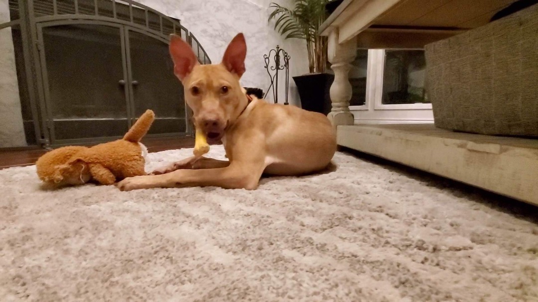 Enlarge Phoebe, a Adopted mixed breed in Inez, TX image 5/12