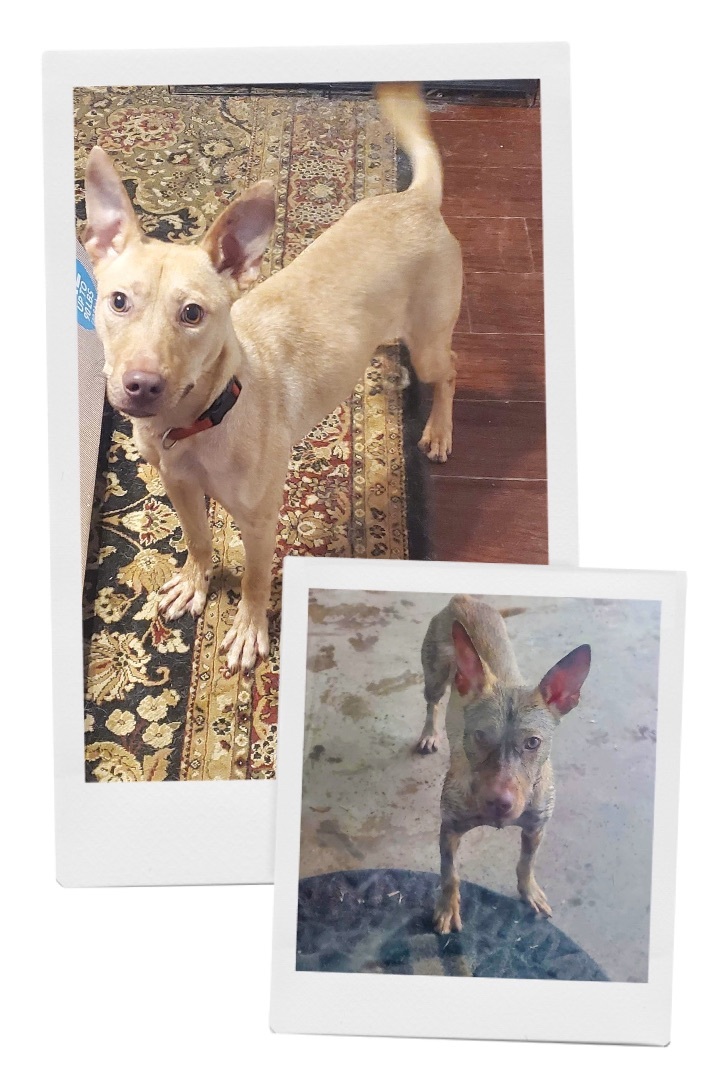 Enlarge Phoebe, a Adopted mixed breed in Inez, TX image 6/12