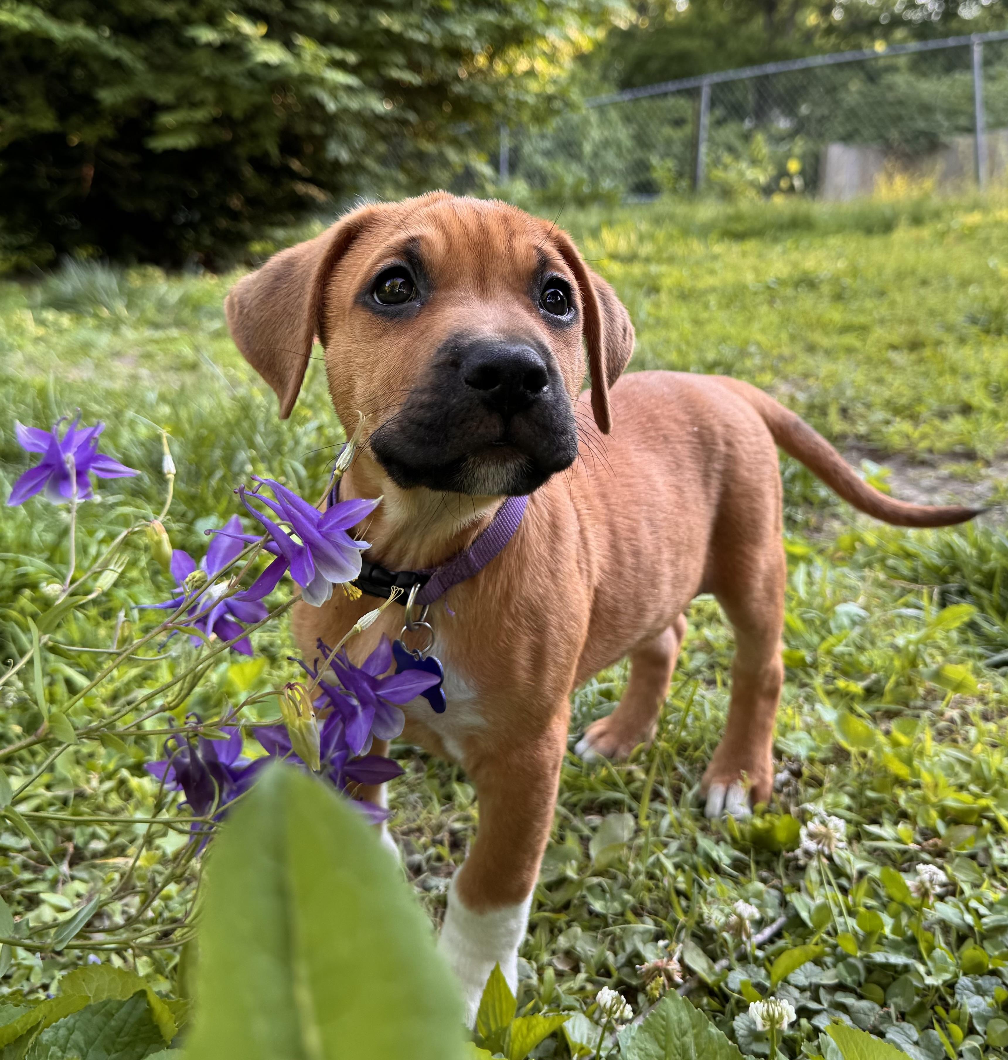 Scrappy, ADOPTABLE, Puppy Male Mixed Breed.