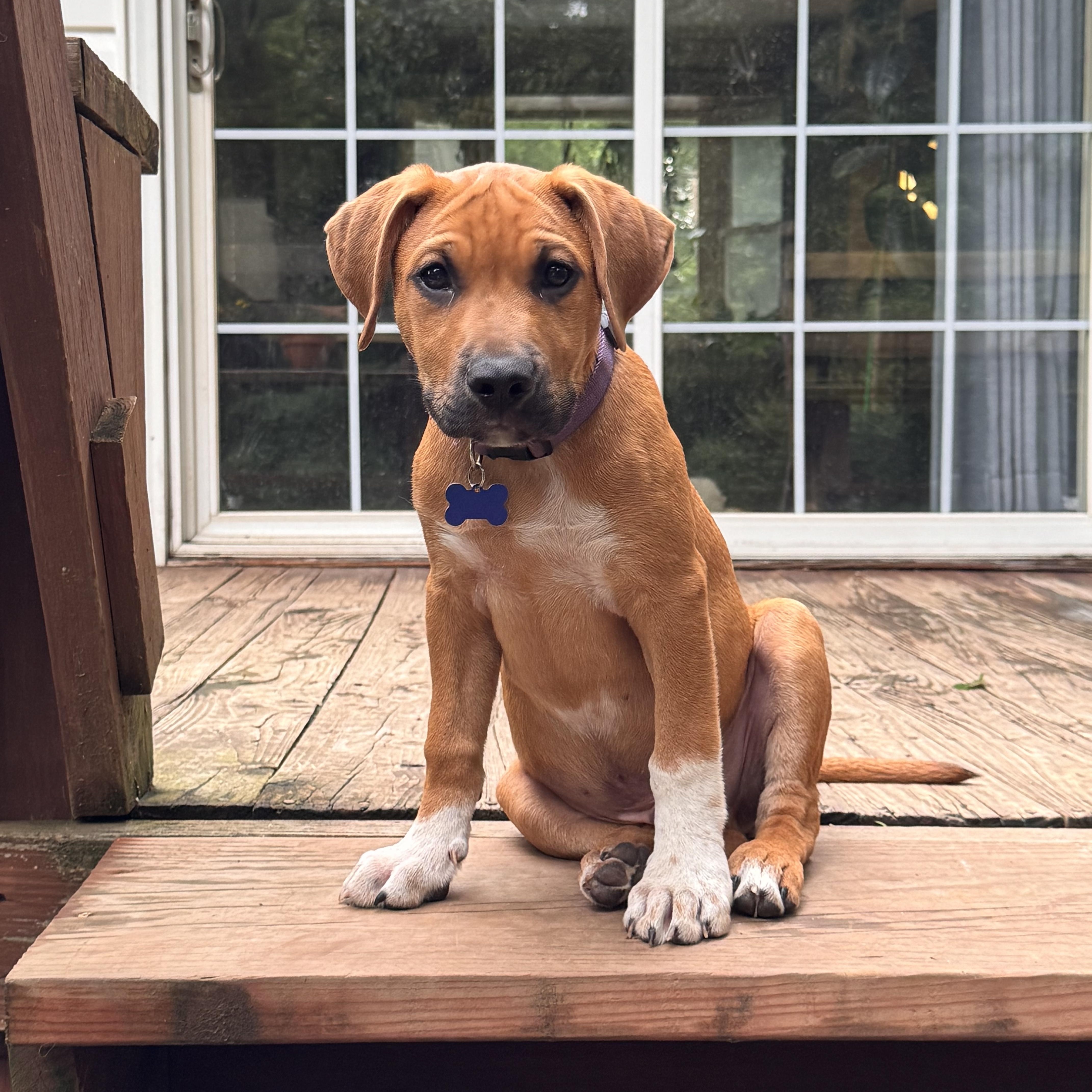 Scrappy, a ADOPTABLE Mixed Breed in Columbia, MO image 3/5