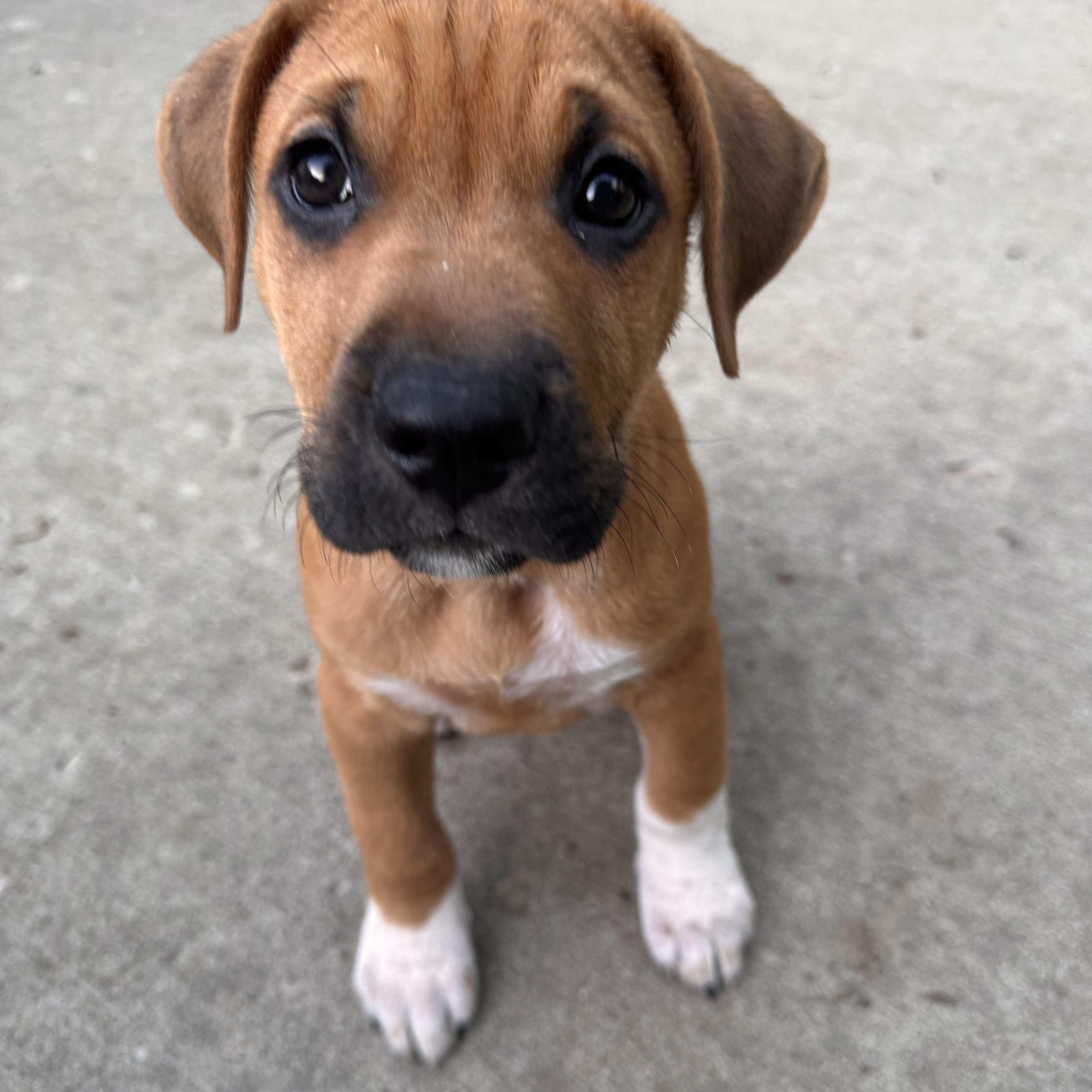 Enlarge Scrappy, a ADOPTABLE Mixed Breed in Columbia, MO image 5/6